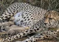 ‘Roaring new chapter’ for nation’s cheetah population