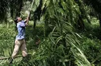 Hap Seng Plantations 4Q earnings likely to be strong