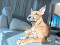 Dog Talk: In one lively home, five rescues bring joy and chaos to their guardian