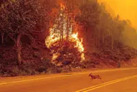 Human-caused climate change increases 'fire weather days', scientists say