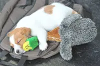 Why some dog owners share music with their four-legged friends