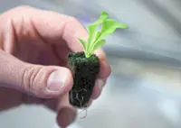 How to grow your own food with your own backyard vegetable garden