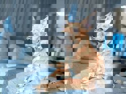 Dog Talk: In one lively home, five rescues bring joy and chaos to their guardian