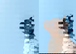 Could insight from cats lead to breast cancer cures?