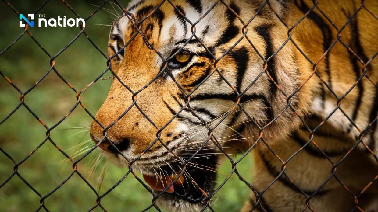 Probe underway after 72 tigers die at Chiang Mai, Thailand's tiger parks