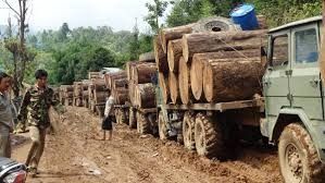 Myanmar seizes over 175 tons of illegal timber, arrests 19 offenders