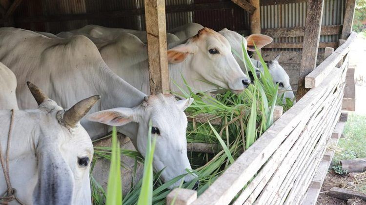 Laos pushes to promote commercial livestock farming
