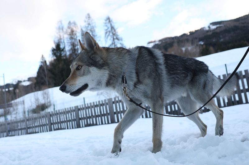 Olympics-Owners recount panic after Nazgul gatecrashes race on doggy day out