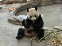 Two giant pandas debut at Urumqi Water Park Zoo in Northwest China