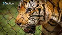 Probe underway after 72 tigers die at Chiang Mai, Thailand's tiger parks