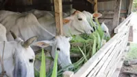 Laos pushes to promote commercial livestock farming