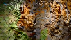 Probe underway after 72 tigers die at Chiang Mai, Thailand's tiger parks