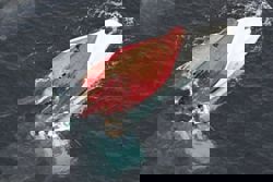 Cargo ship navigator arrested after deadly collision in central Japan