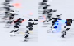 Olympics-Short track-Dutch top medals table as Italy's Fontana makes history