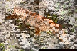 Deadly virus kills over 70 tigers at Chiang Mai park in north Thailand