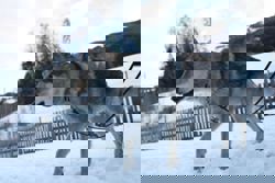 Olympics-Owners recount panic after Nazgul gatecrashes race on doggy day out