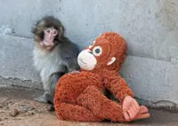 Abandoned baby monkey finds comfort in stuffed orang utan