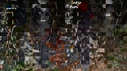 Thai navy arrests six Chinese nationals allegedly linked to scam