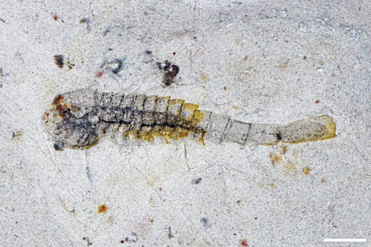 Life after first mass extinction