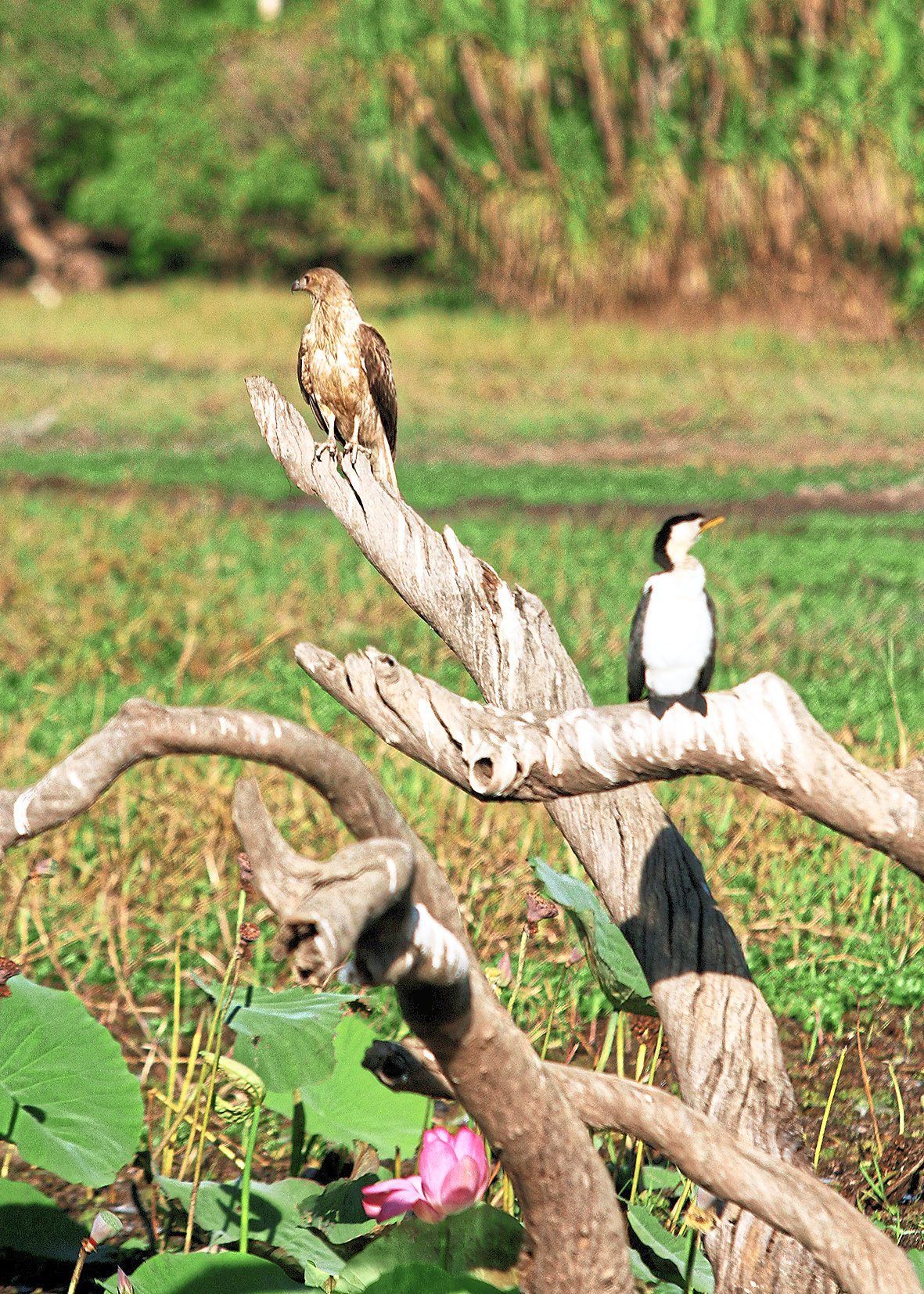 A Whistling Kite (left) and a Pied Cormorant sharing a perch at Yellow Water.