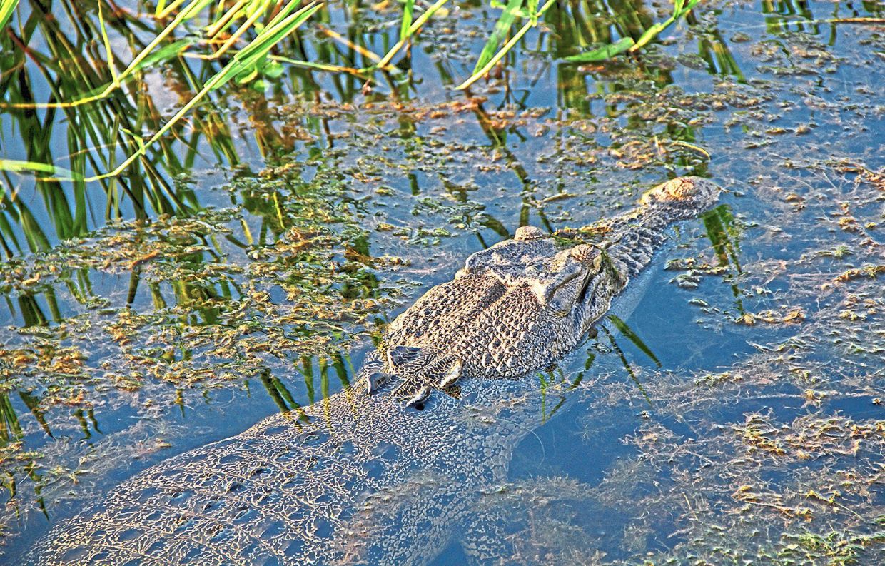 Get close to crocodiles in the safety of a boat during a river cruise at Kakadu.