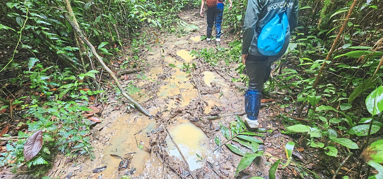 Walking through the elephant-made 'highway' in Taman Negara