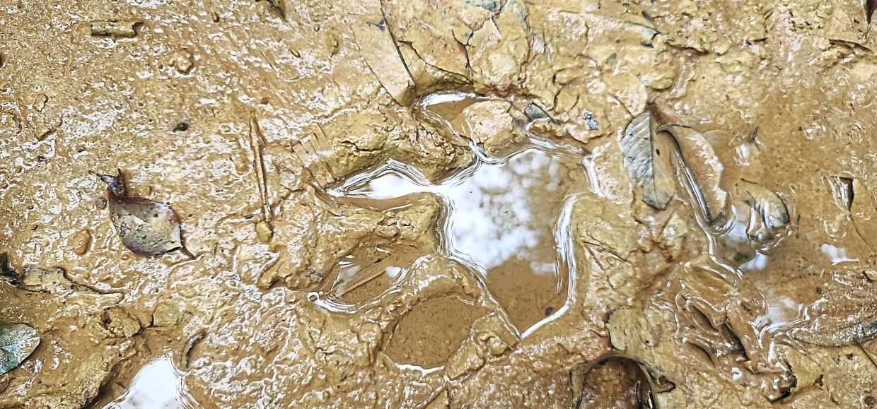 A tiger pugmark or pawprint on the trail.