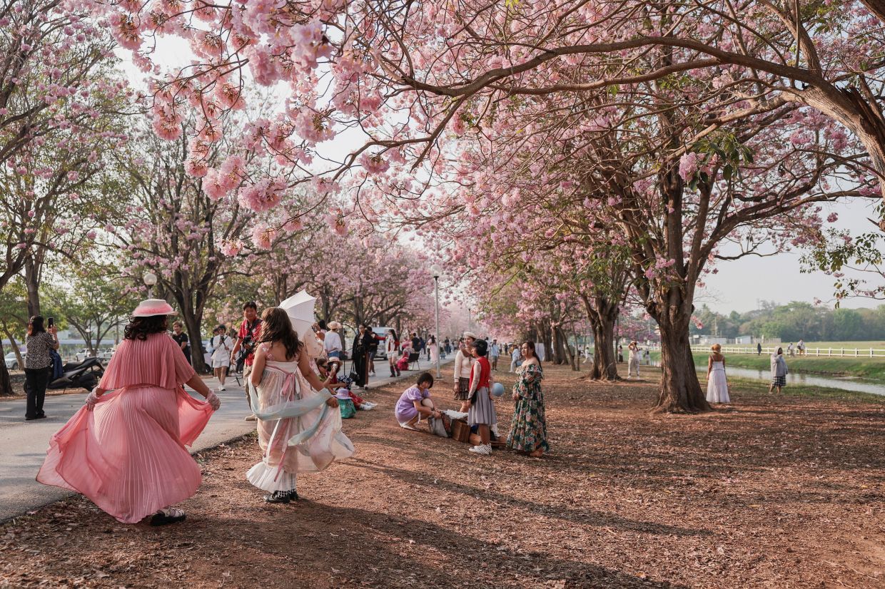People stand underneath blossoming Tabebuia rosea trees at Kasetsart University’s Kamphaeng Saen Campus, in Nakhon Pathom province, Thailand, on Monday, February 23, 2026. -- Photo: -- Photo: REUTERS/Chalinee Thirasupa