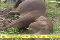 Protected Sumatran elephant found dead in Aceh