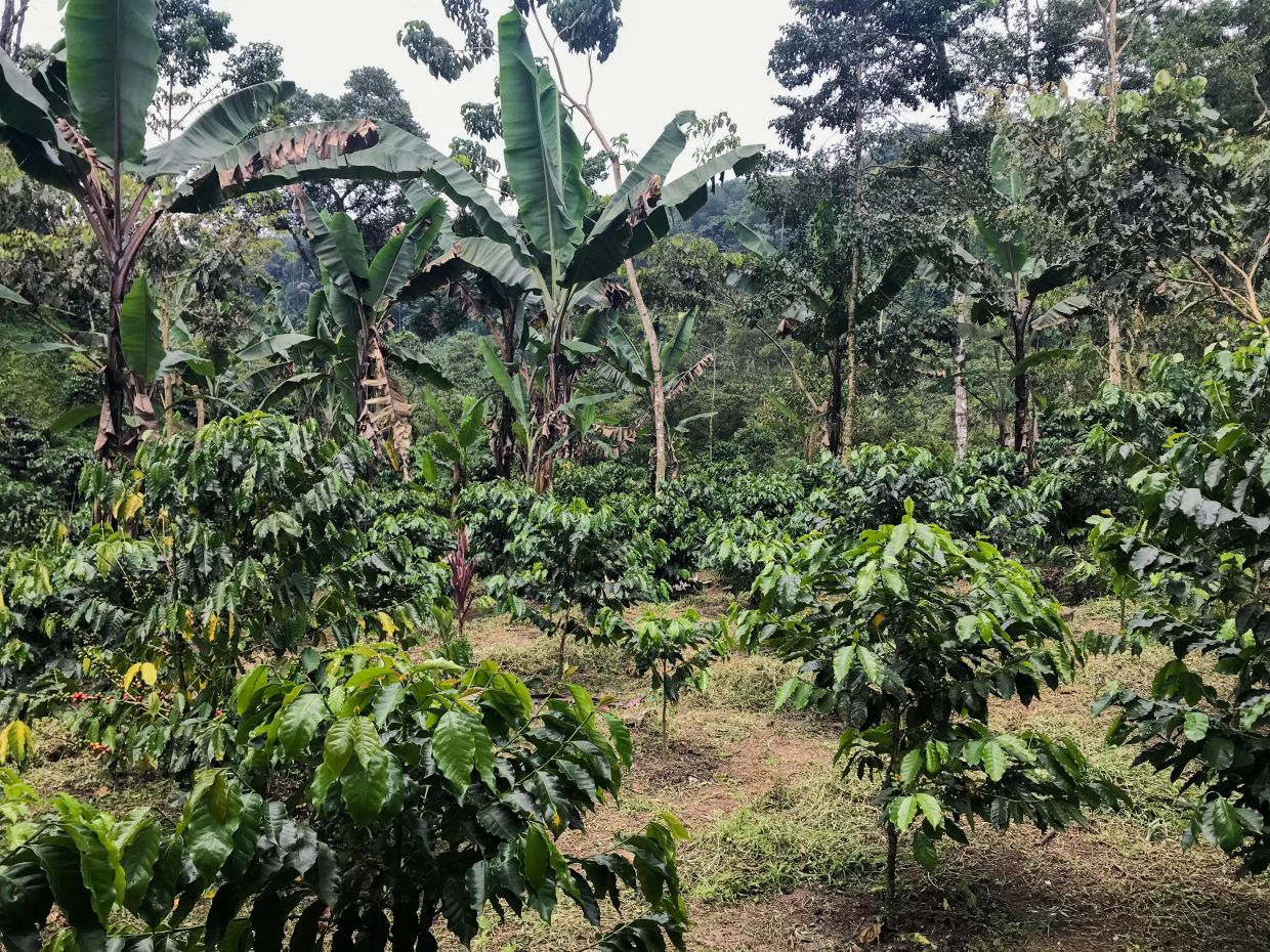 Extreme temperatures are causing stress to coffee plants, making them more susceptible to disease, reducing yields and leading to poorer beans, climate researchers say. Photo: Nick Kaiser/dpa