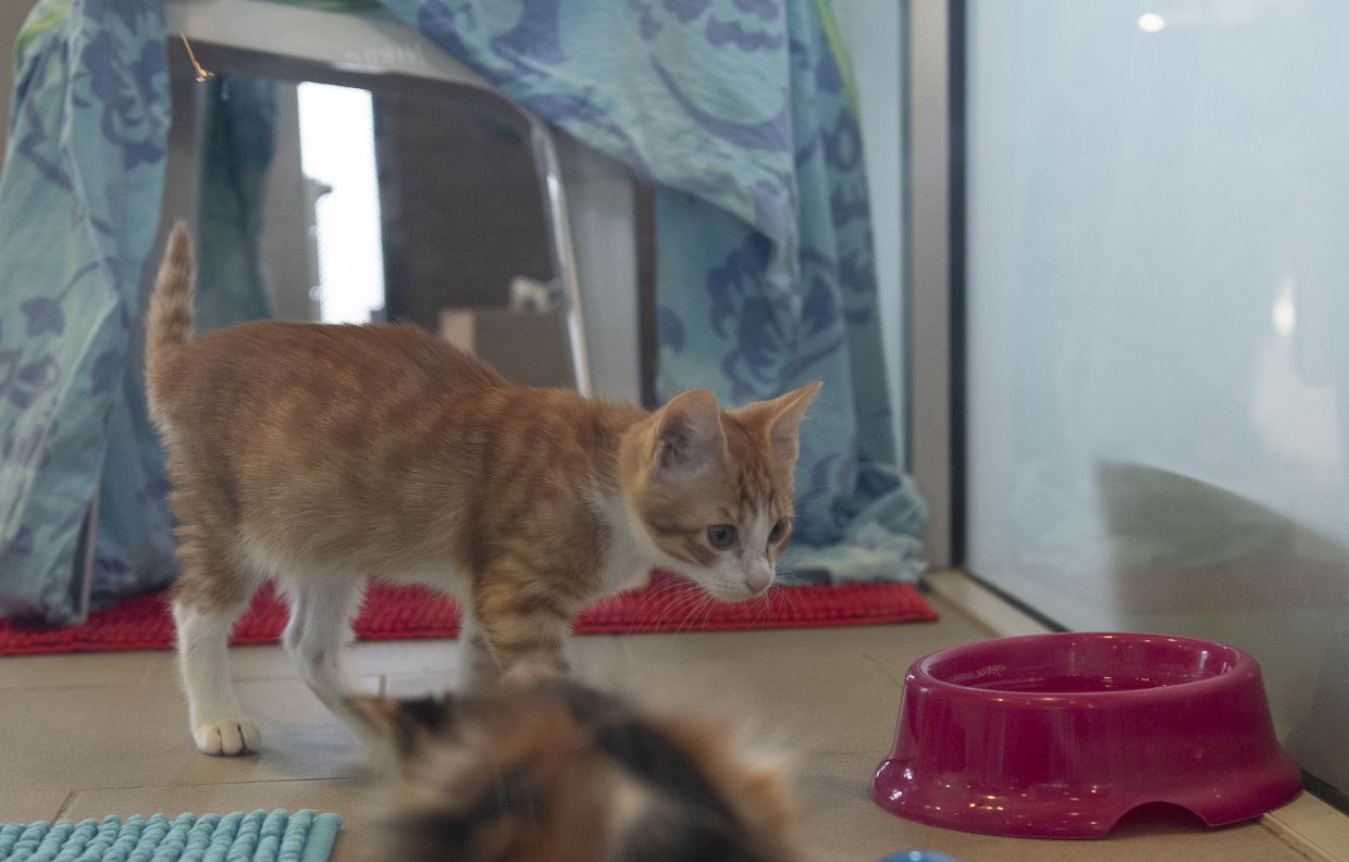Routine will help your cat settle down and feel at home. Photo: Paul Zinken/dpa