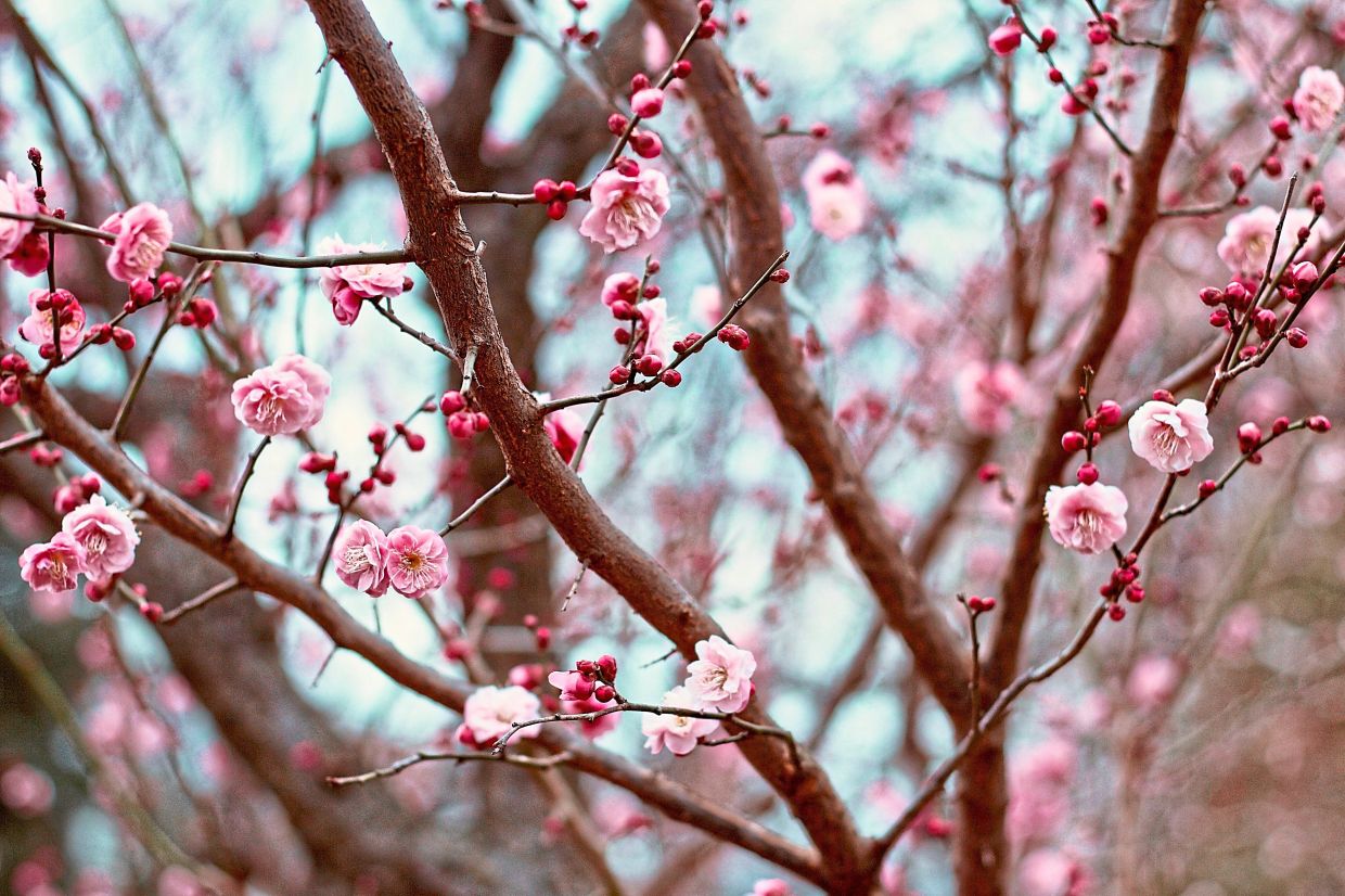 Go to Mito City to admire the beautiful blooms of plum blossoms.