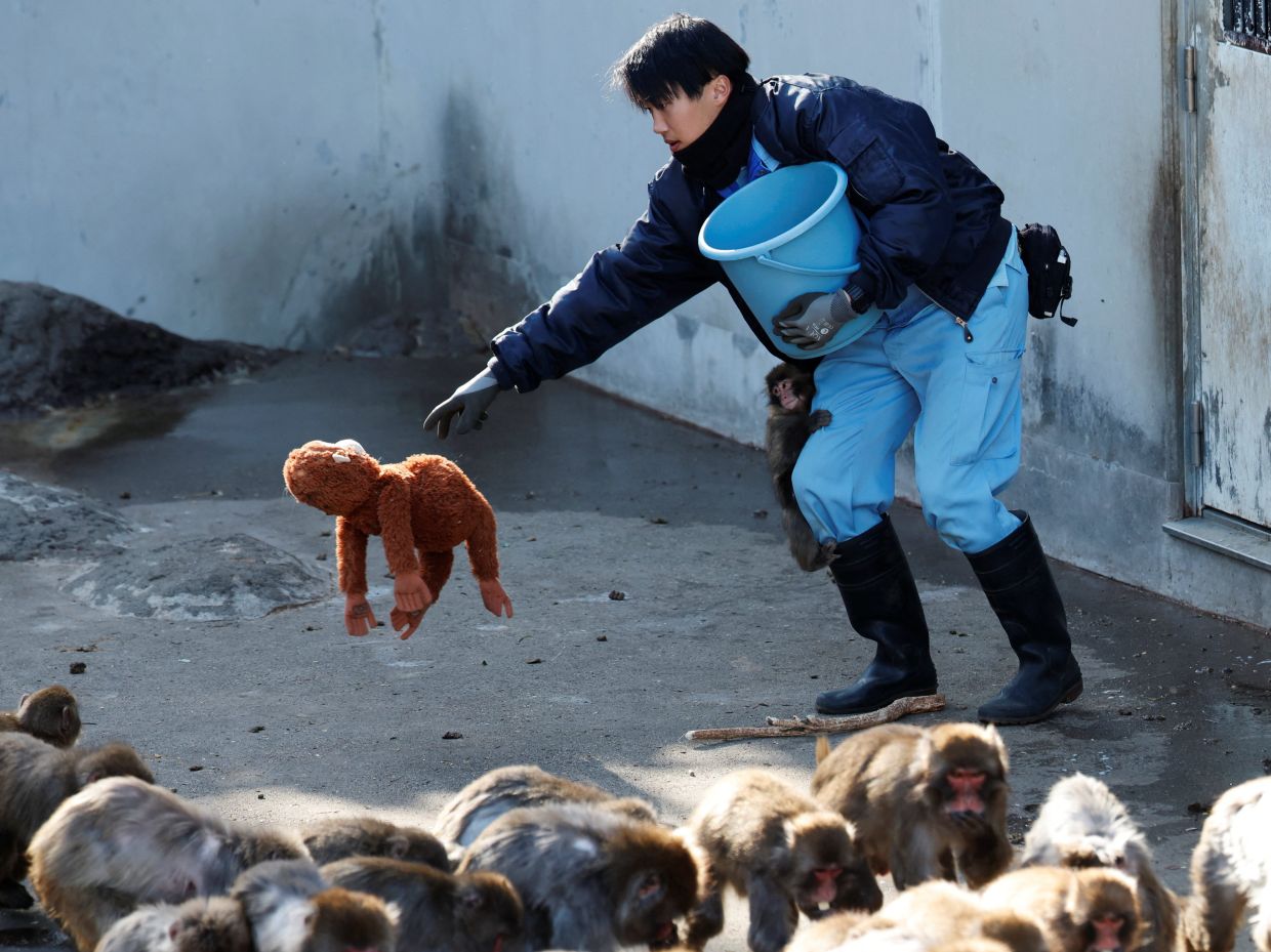 Zookeeper Kosuke Shikano places a stuffed orangutan on the ground as baby Japanese macaque Punch clings to his leg. Photo: Reuters