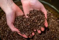 Coffee set to cost more and taste worse due to climate change