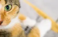 Hello Kitty: How to help your cat settle into their new home