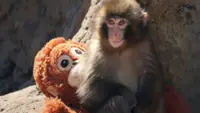 Rights group slams treatment of viral Japanese monkey