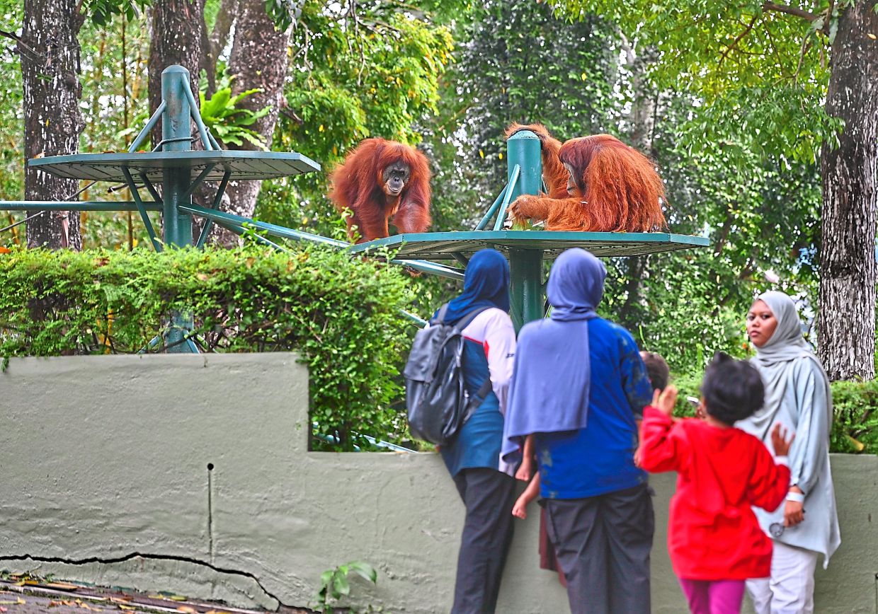 A family of four watching two orang utans play in their enclosure at the Zoo Negara Ape Centre. 