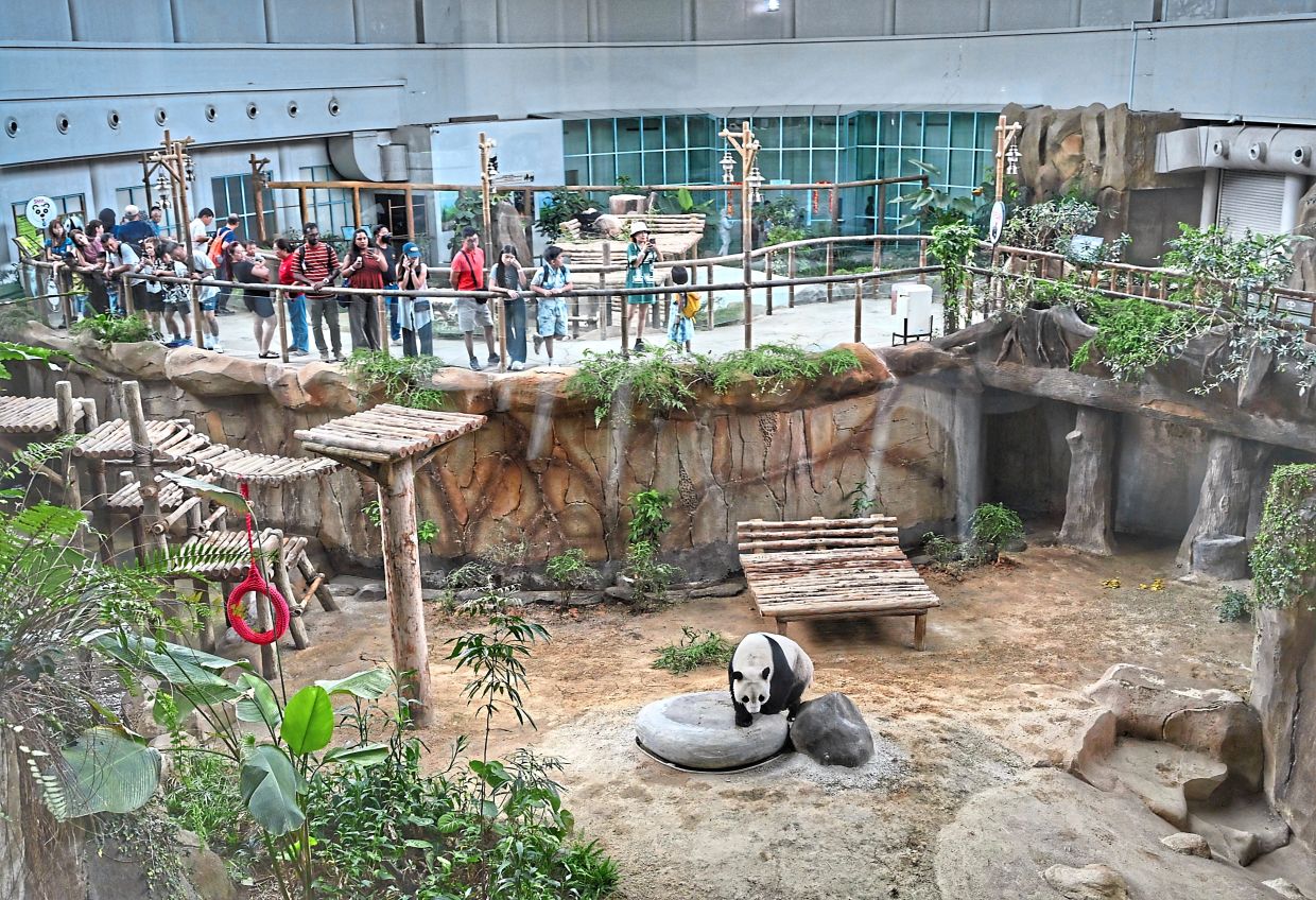 Visitors checking out the Giant Panda Conservation Centre. The latest attractions are Xiao Yue and Chen Xing that arrived last Nov 18 for a 10-year stay. 