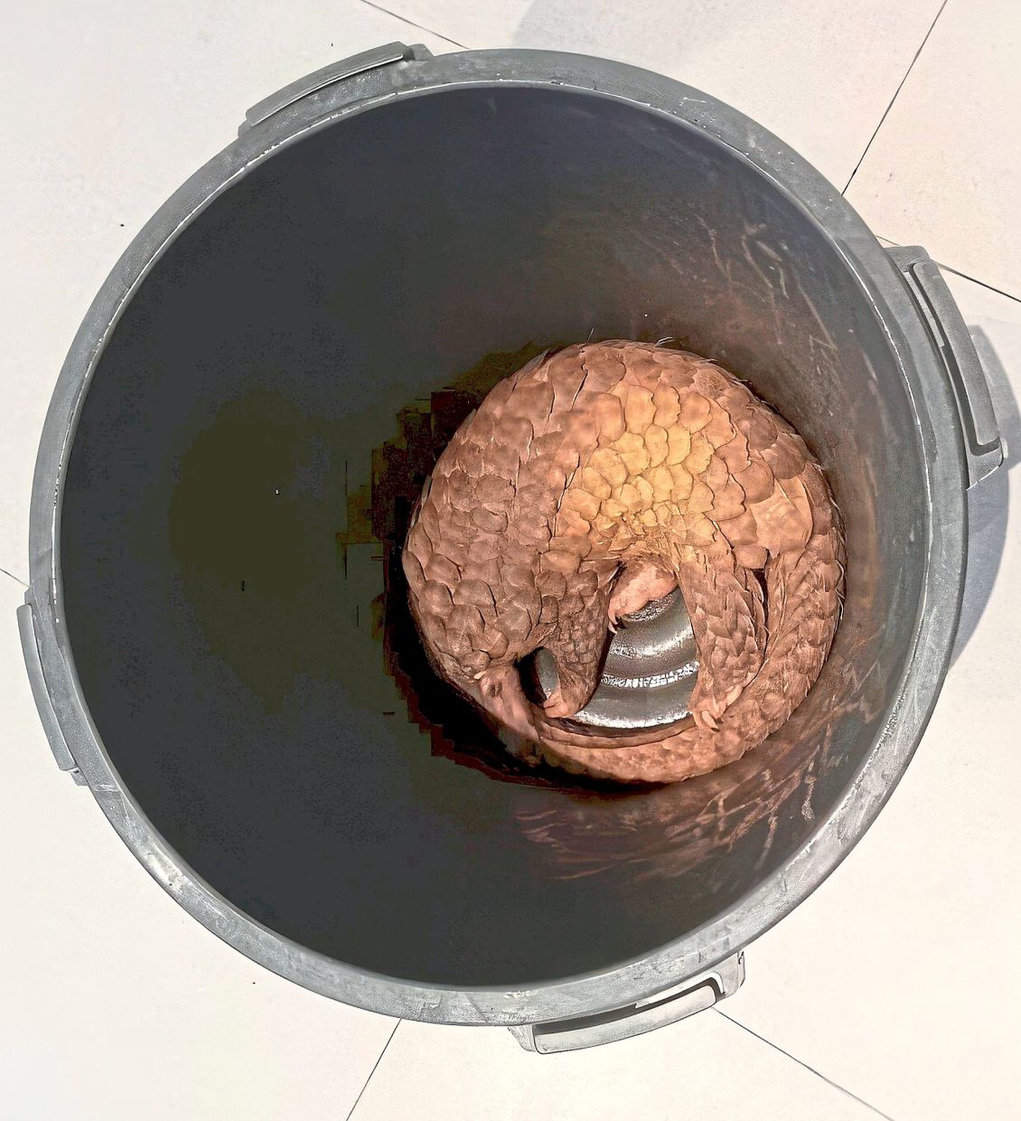 Resort in the soup for serving pangolin