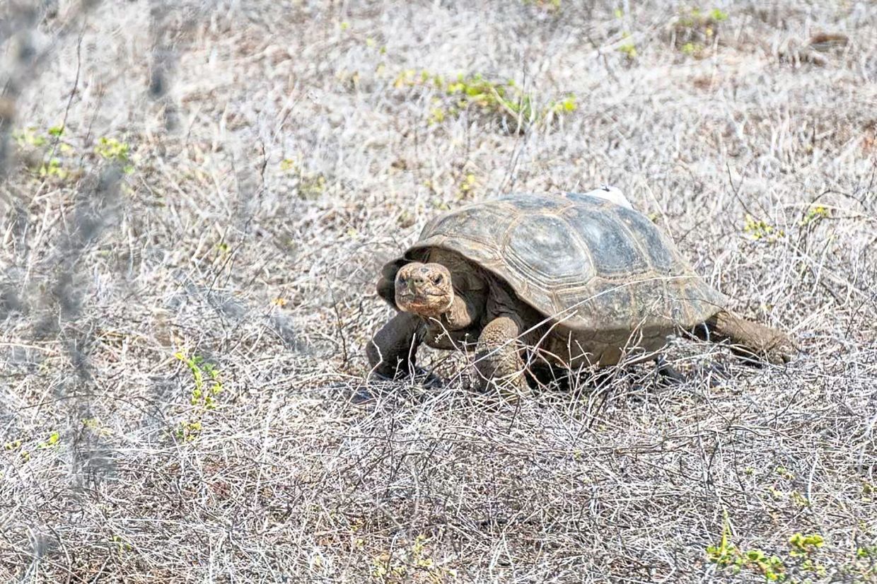 A Floreana giant tortoise getting a feel of its new surroundings on the island. — Ministry of Environment, Ecuador/AFP