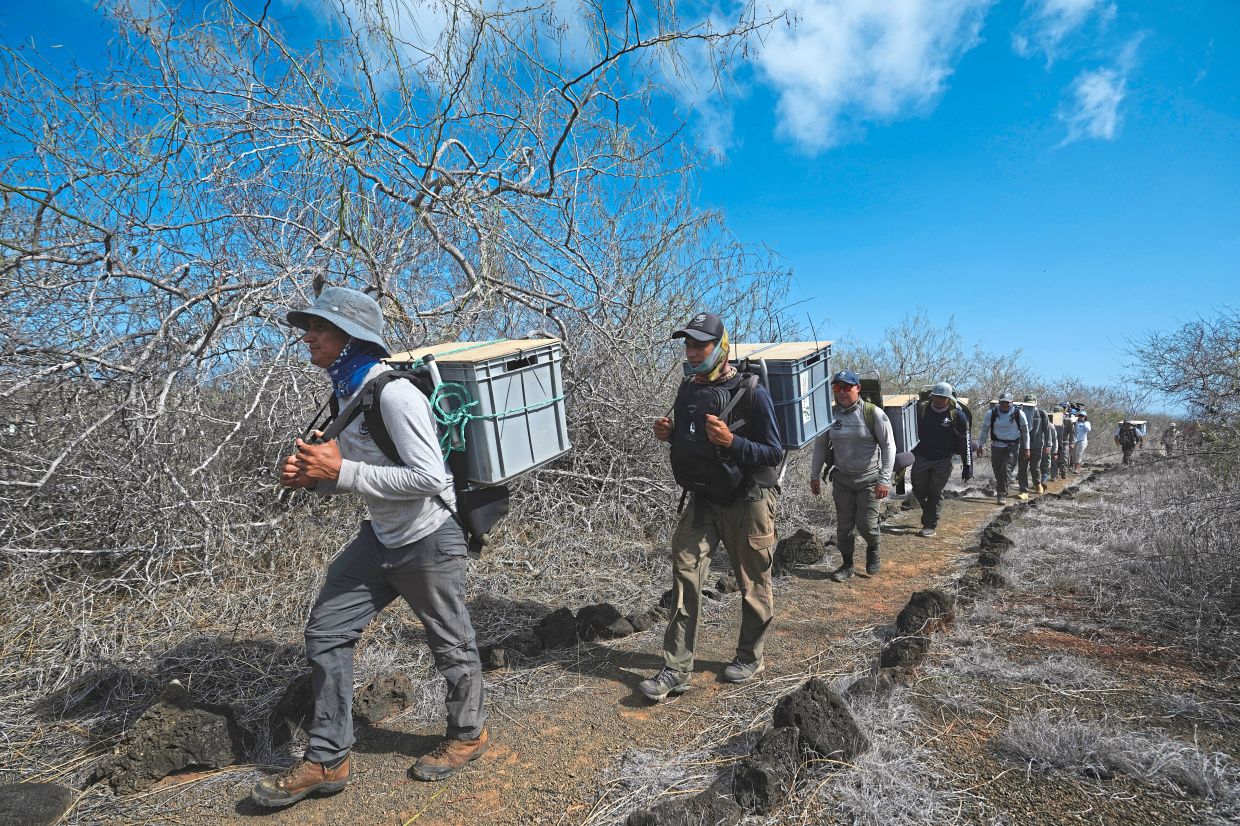 Galapagos National Park rangers carrying juvenile giant tortoises in containers for release as part of a project to reintroduce the species to its native habitat in the Galapagos Islands.