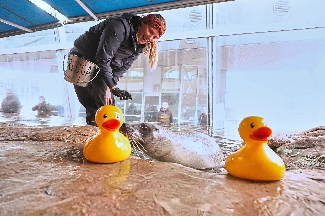 Reggae taps his nose to a rubber duck during a training session.