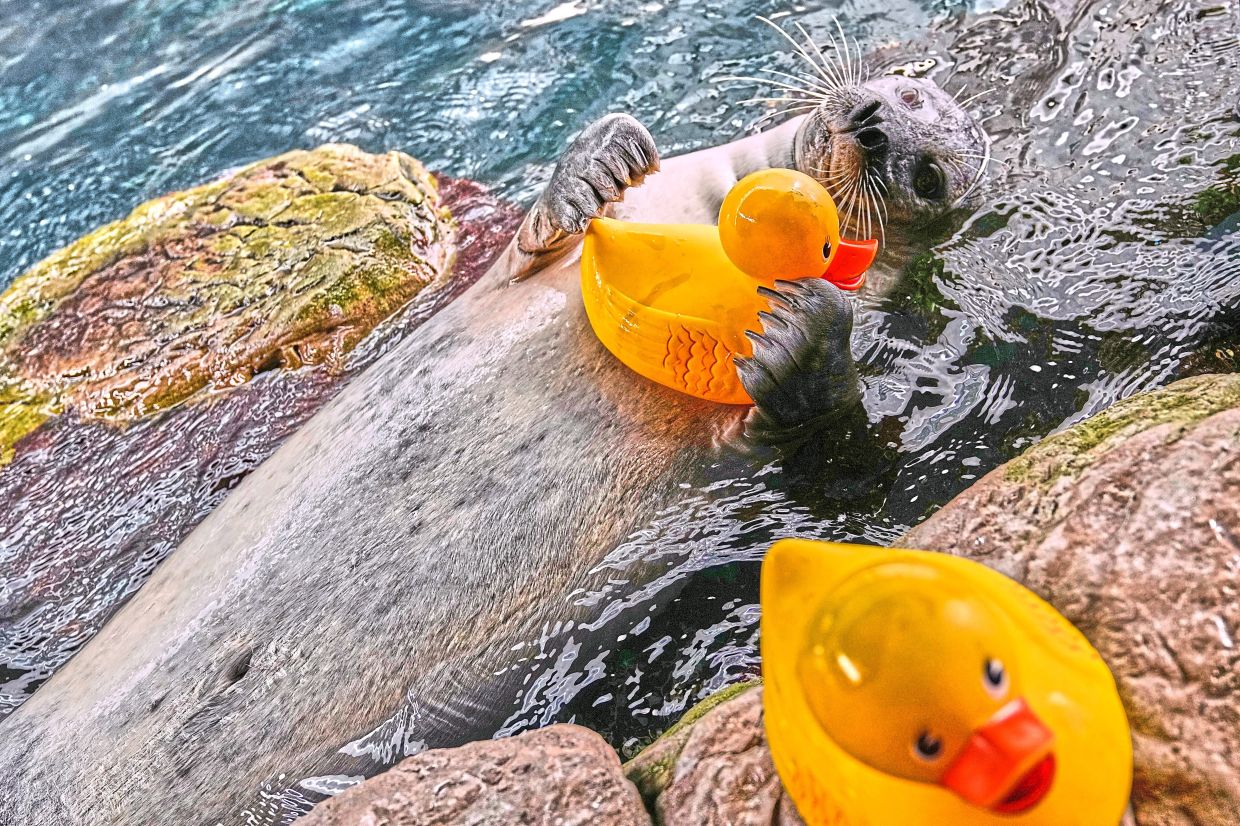 Miller says enrichment is central to the seals’ daily lives.