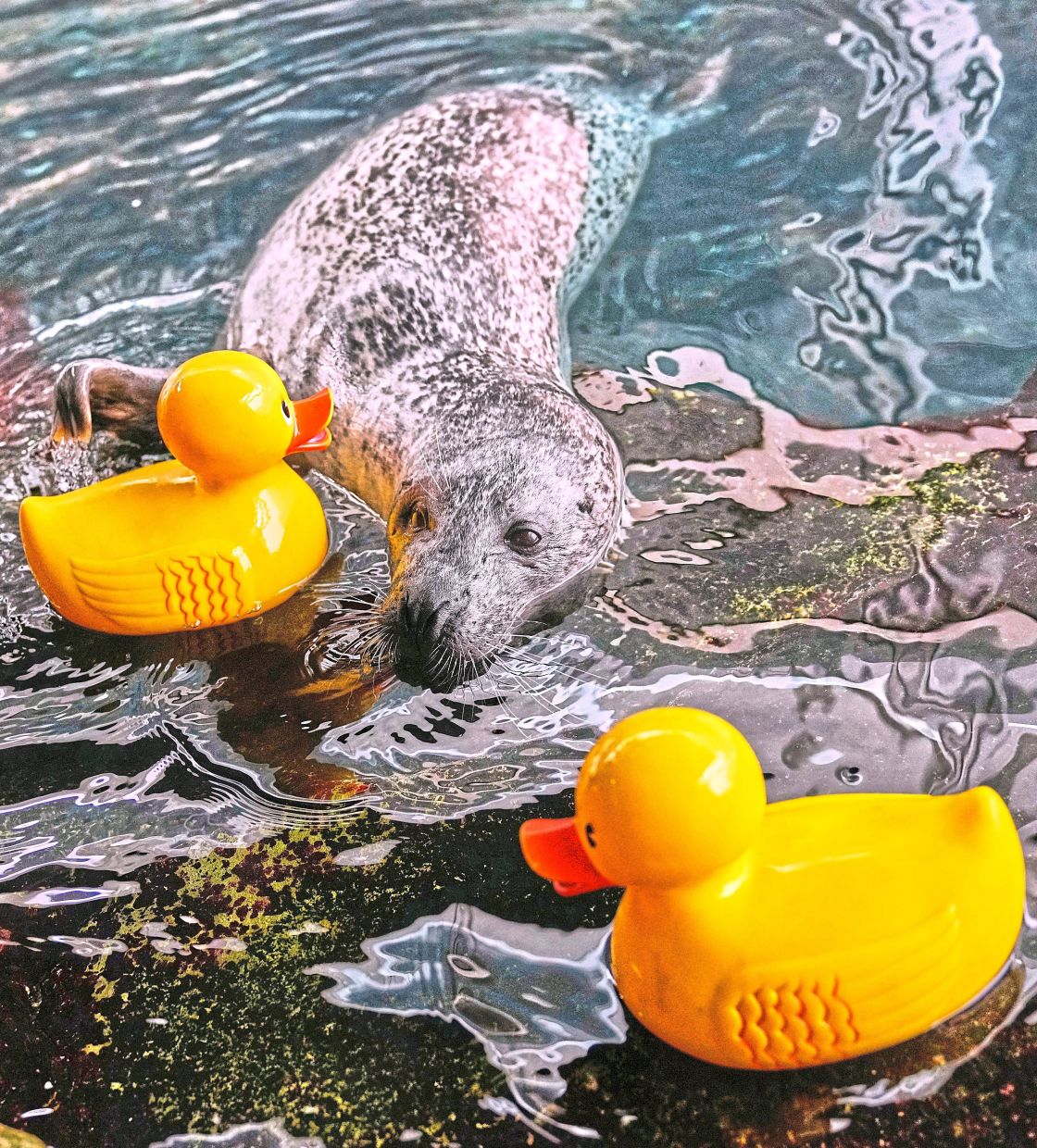 The sessions are designed not just to stimulate the seals cognitively but to strengthen relationships with trainers.