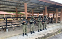 Army foils cattle smuggling bid at Kelantan border