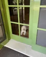 Albanese tells Australia to 'turn the heat down' after bomb threat