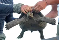 Giant tortoises return to Ecuador's Galapagos archipelago after almost 150 years