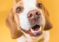 How to take care of your dog’s teeth and gums
