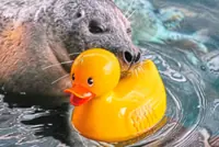 Reggae the seal uses rubber ducks for daily enrichment training at US aquarium