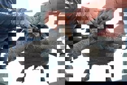 Giant tortoises return to Ecuador's Galapagos archipelago after almost 150 years